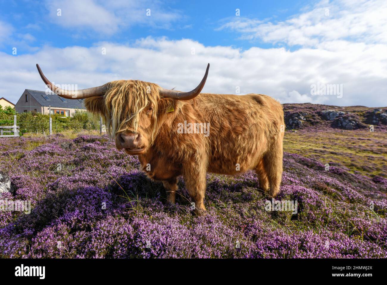 Kuscheliges schottisches Hochlandrind in rosa Heidekraut, Schottland, Großbritannien Stockfoto