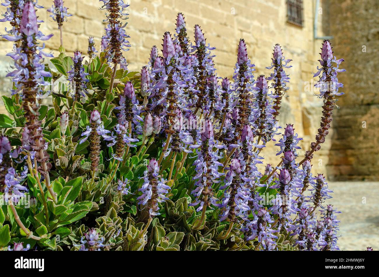 Bush eines blühenden Plectranthus Harfenstrauch Stockfoto