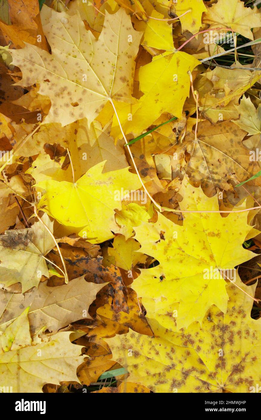 Herbst. Gelb. Heruntergefallene Blätter. Hintergrund Stockfoto