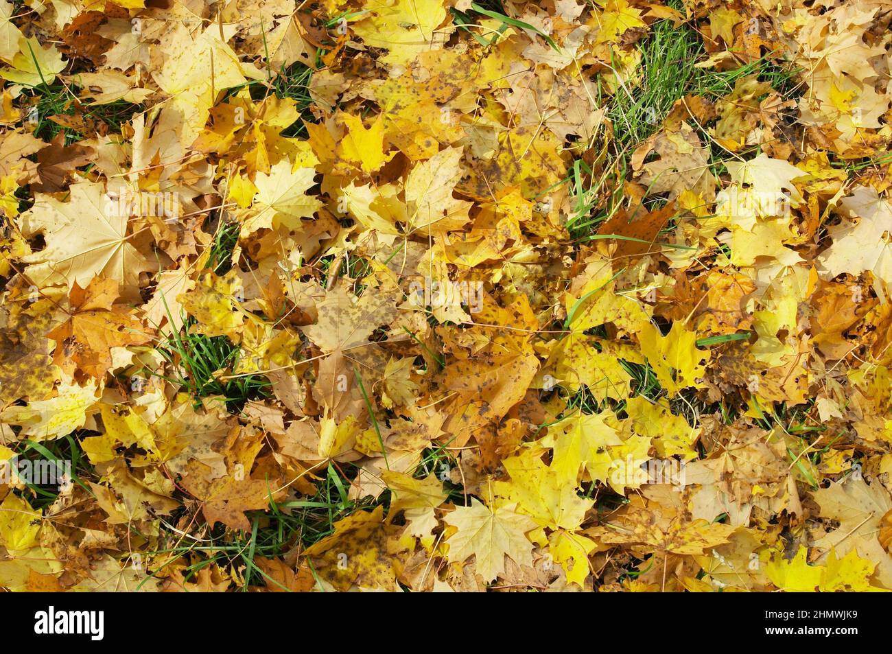 Herbst. Heruntergefallene Blätter. Hintergrund Stockfoto