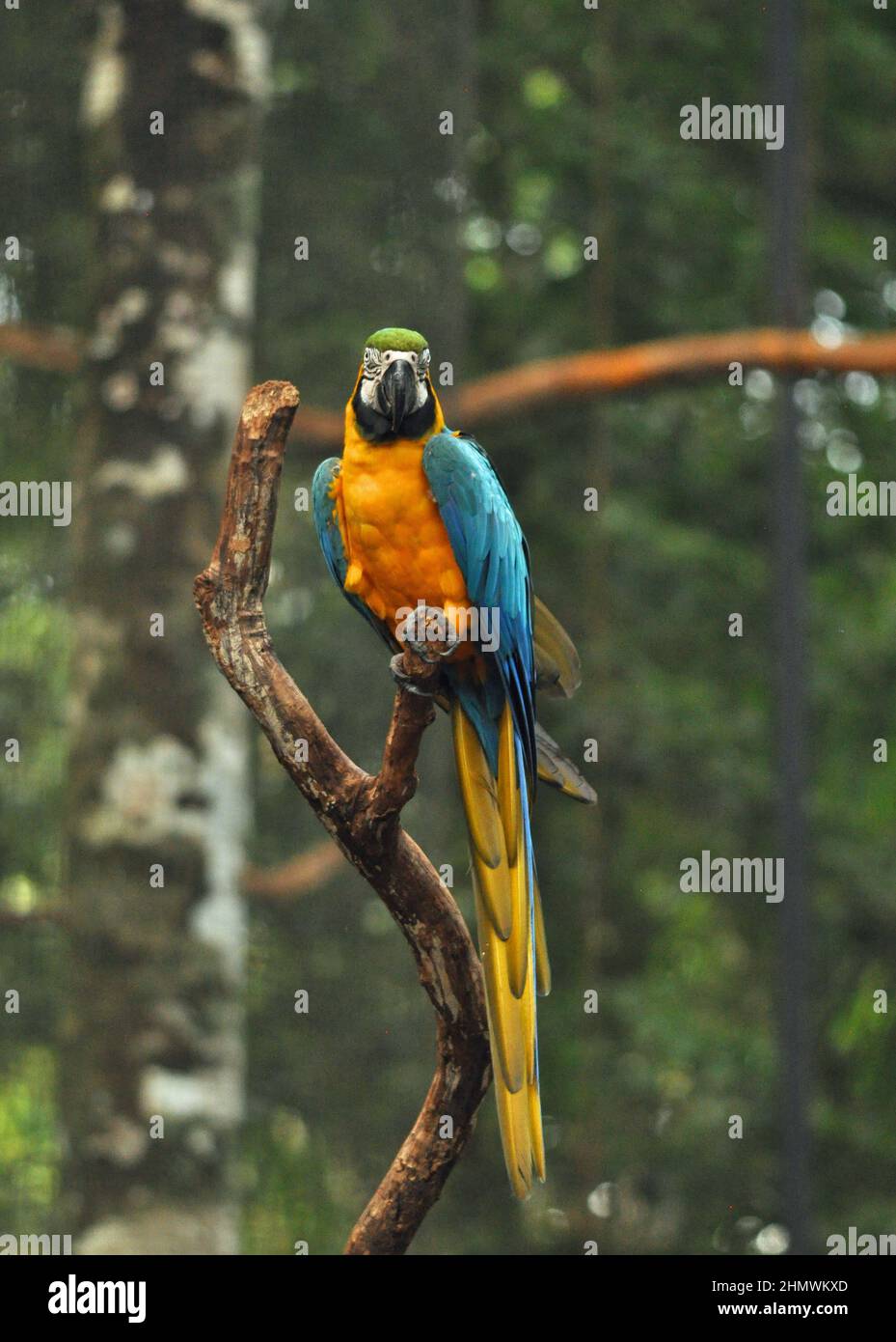 Blauer und gelber Ara (Ara ararauna) auf dem Ast, frontale Ansicht, Blick auf die Kamera. Aufgenommen im Parque das Aves Brasilien Stockfoto