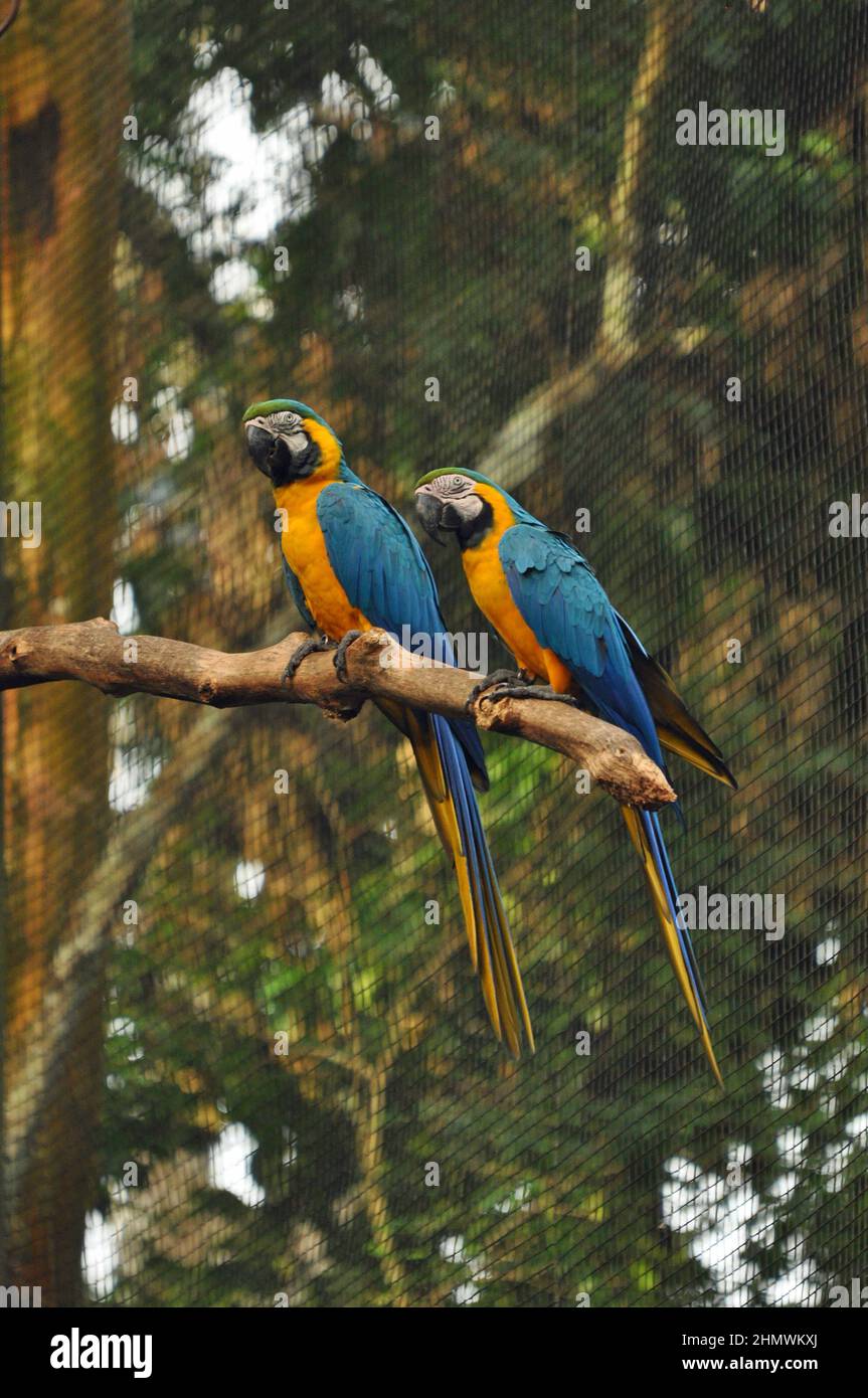 Zwei blaue und gelbe Aras, die auf einem Zweig im Parque das Aves Brasilien liegen Stockfoto