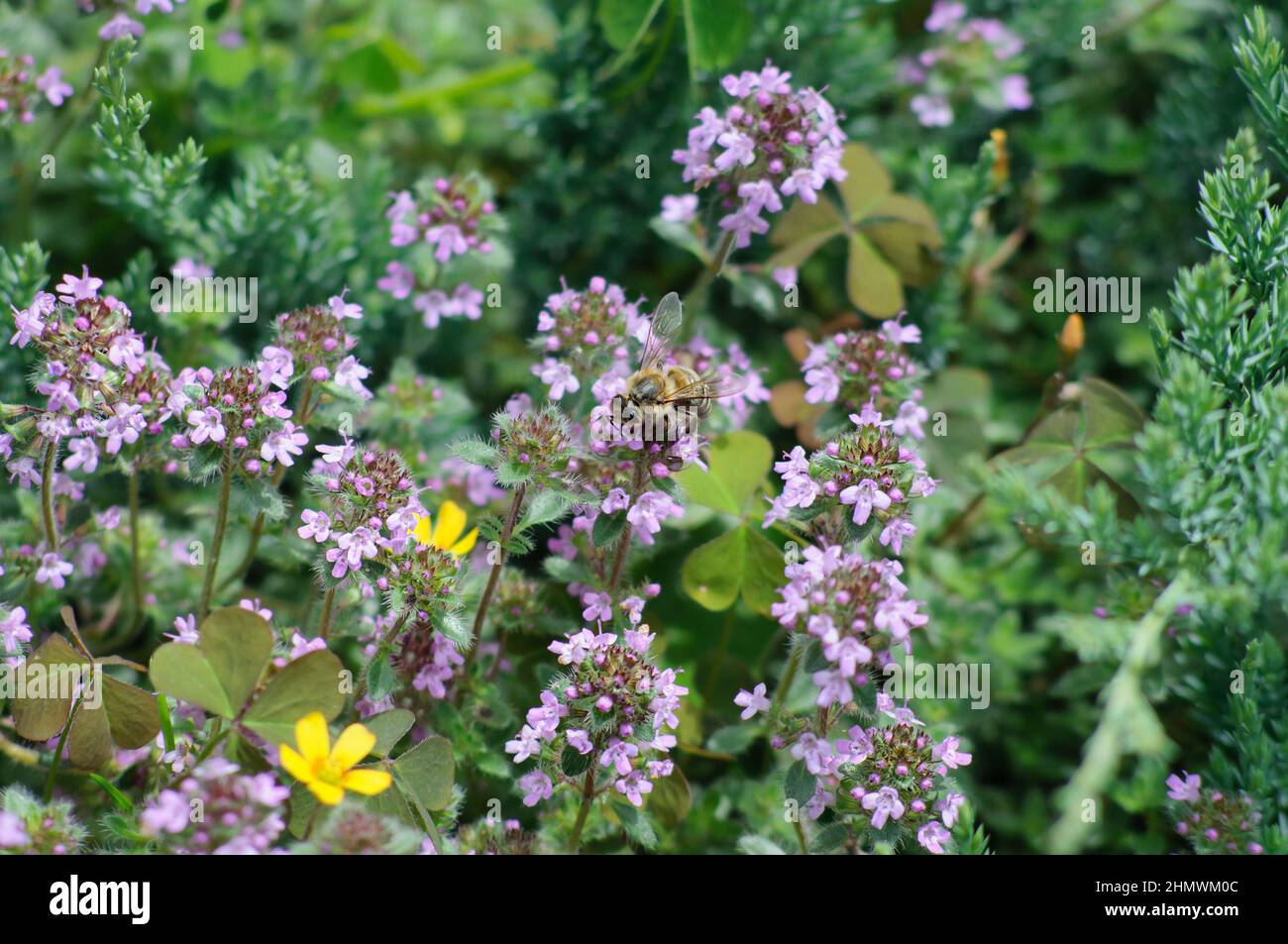 Blühender Thymian mit einer Biene, die auf einer Blume sitzt. Kräutergarten im Hinterhof. Verschwommener Hintergrund zu einem Pflanzenmotiv, selektiver Fokus. Stockfoto