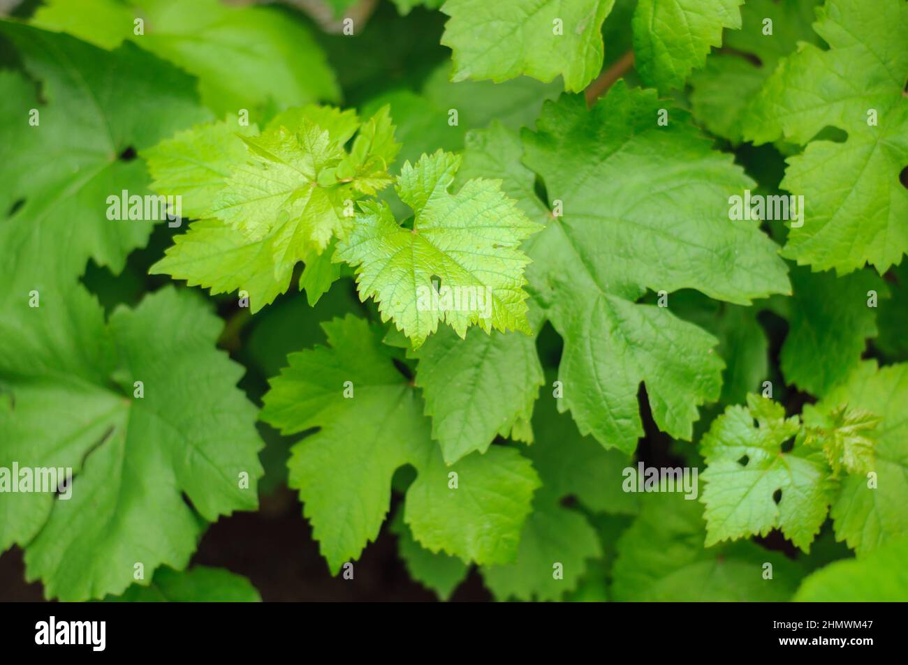 Junge Frühlingszweige von Trauben im Garten, saftig reiche grüne Blätter. Hintergrund zu einem Gemüse-Thema, weicher Fokus. Stockfoto