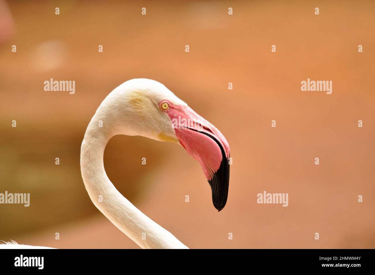 Chilenischer Flamingo (Phoenicopterus chilensis) Nahaufnahme des Headshot mit Blick auf die Kamera. Aufgenommen im Parque das Aves, Brasilien. Stockfoto