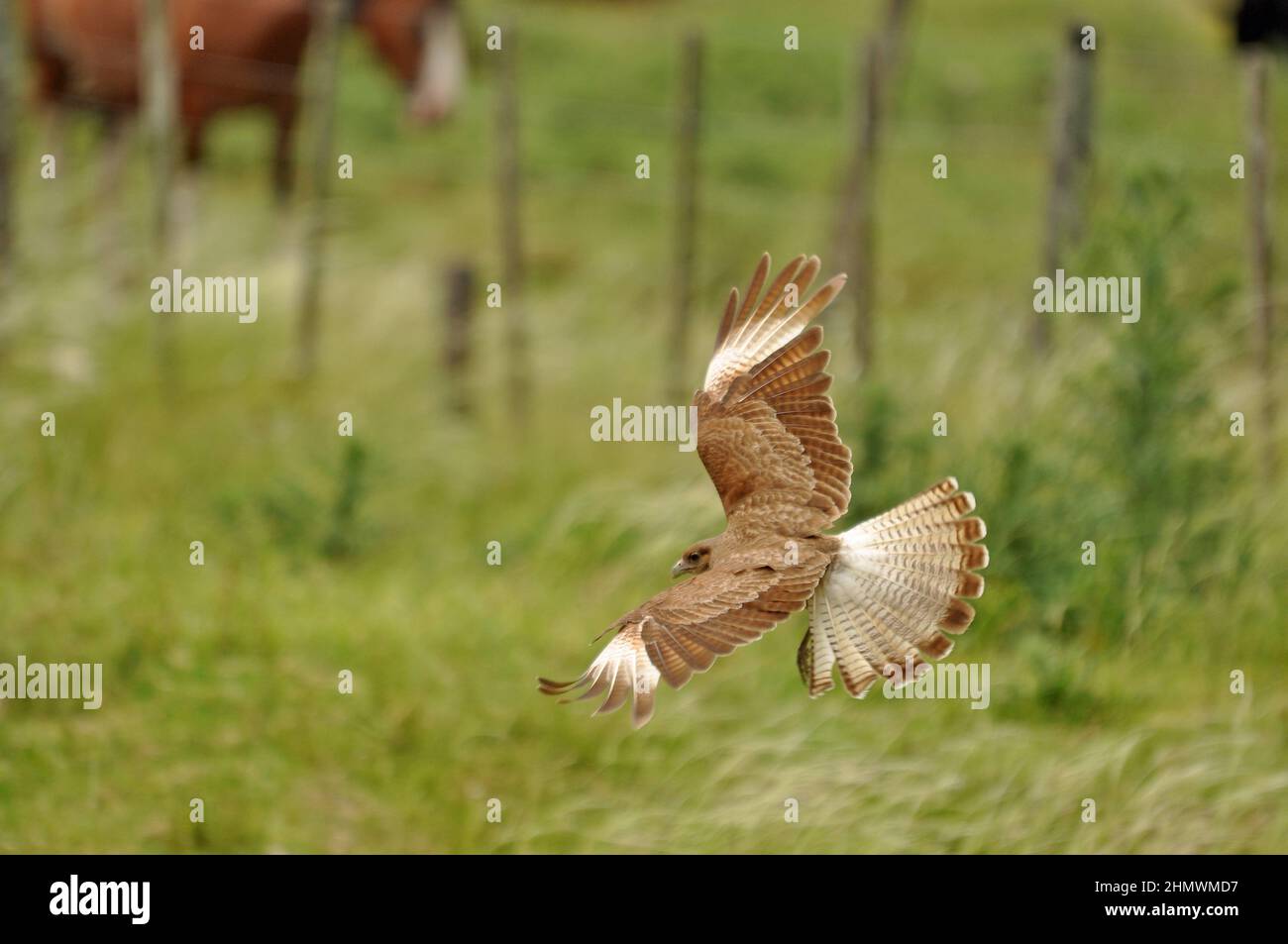 Chimango caracara (Milvago chimango) fliegt und landet nahe, aufgenommen in der Nähe von Buenos Aires, Argentinien Stockfoto