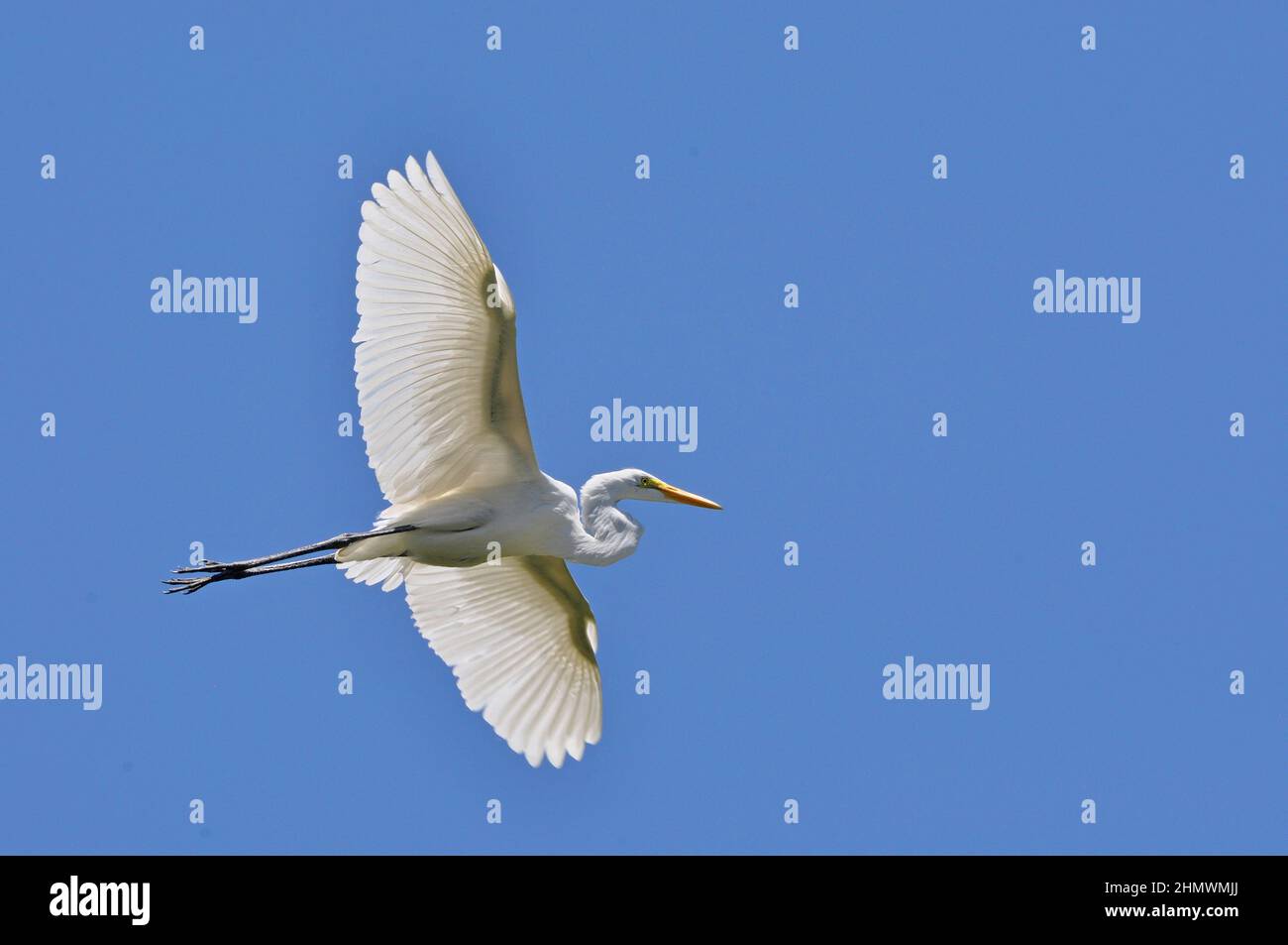 Silberreiher (Ardea alba) fliegen gegen den blauen Himmel mit ausgestreckten Flügeln und geraden Beinen. Aufgenommen auf der Río Paraná de las Palmas, Buenos Aires, Argentinien Stockfoto