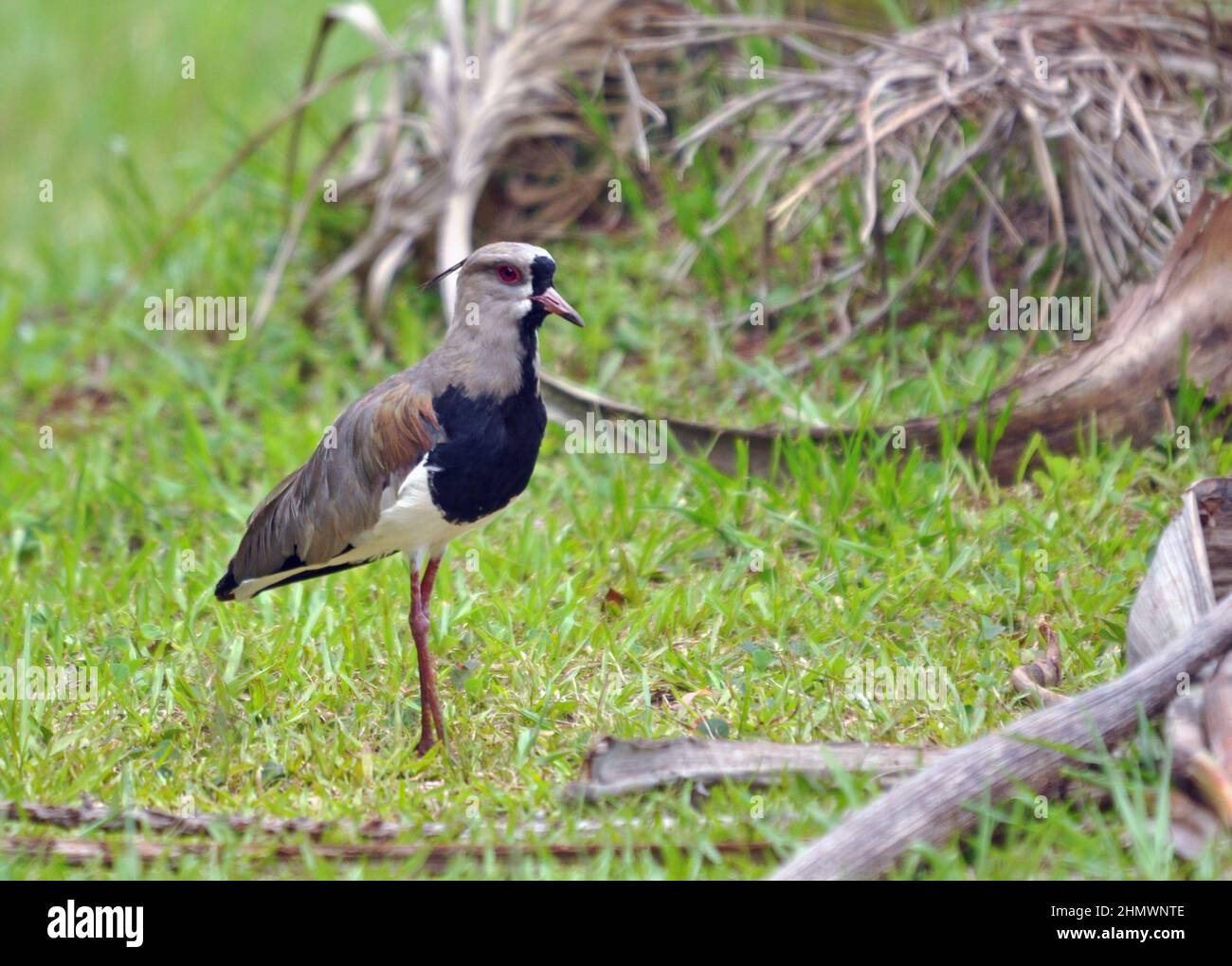 Südlicher Lapwing (Vanellus chilensis) watet durch Sümpfe und Wasser. Aufgenommen an den Iguzu Falls, Argentinien. Stockfoto