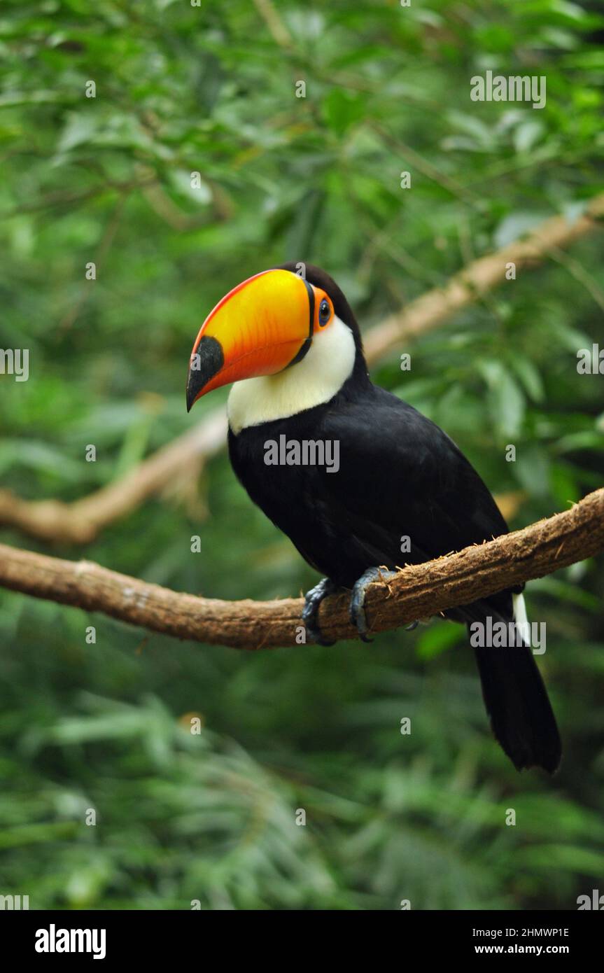 Toco Toucan (Ramphastos toco) auf einem Ast mit Blick auf die Kamera. Aufgenommen bei den Iguzu Fällen, Argentinien Stockfoto