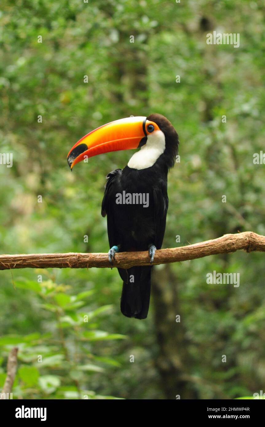 Toco Toucan (Ramphastos toco) auf einem Ast sitzend, mit Blick auf die Kamera, Seitenansicht. Aufgenommen bei den Iguzu Fällen, Argentinien Stockfoto