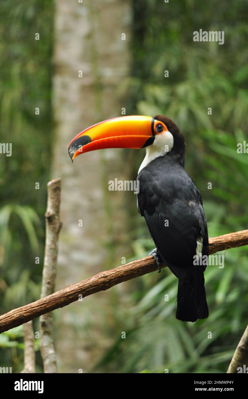 Toco Toucan (Ramphastos toco) auf einem Ast sitzend, mit Blick auf die Kamera, Seitenansicht. Aufgenommen bei den Iguzu Fällen, Argentinien Stockfoto
