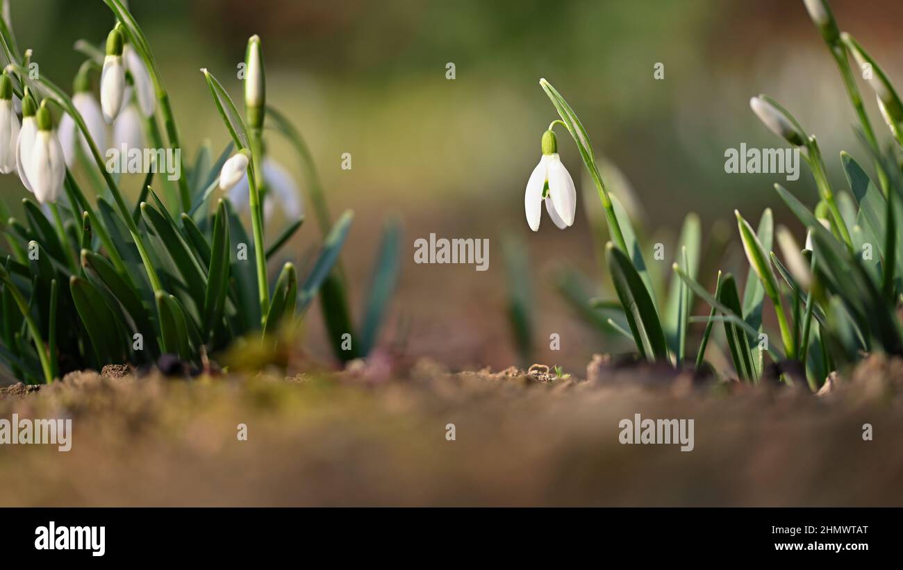 Frühling Hintergrund mit Blumen. Der erste Frühling blüht - Schneeglöckchen im Gras. (Amaryllidaceae - Galanthus nivalis) Stockfoto