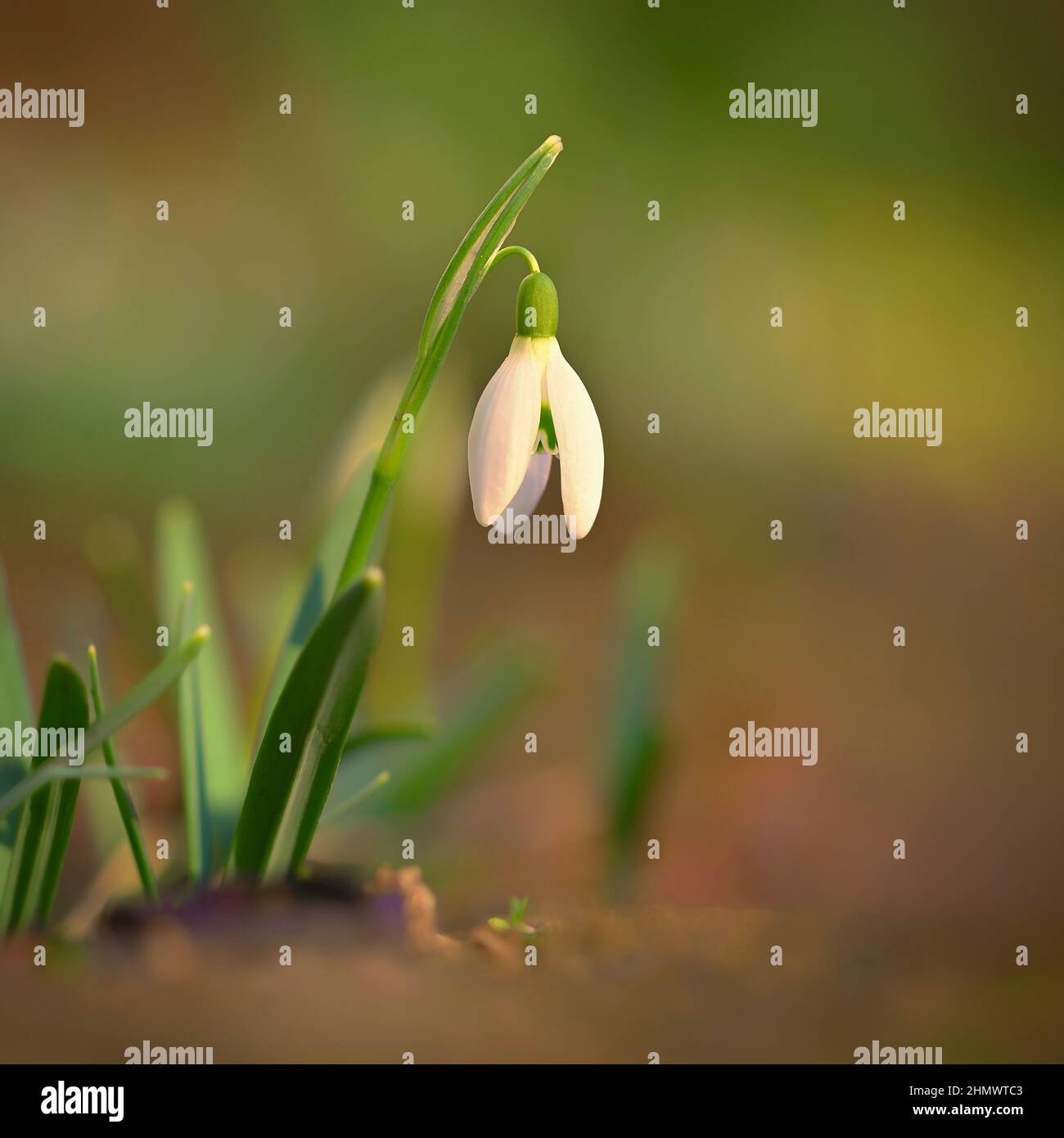Frühling Hintergrund mit Blumen. Der erste Frühling blüht - Schneeglöckchen im Gras. (Amaryllidaceae - Galanthus nivalis) Stockfoto