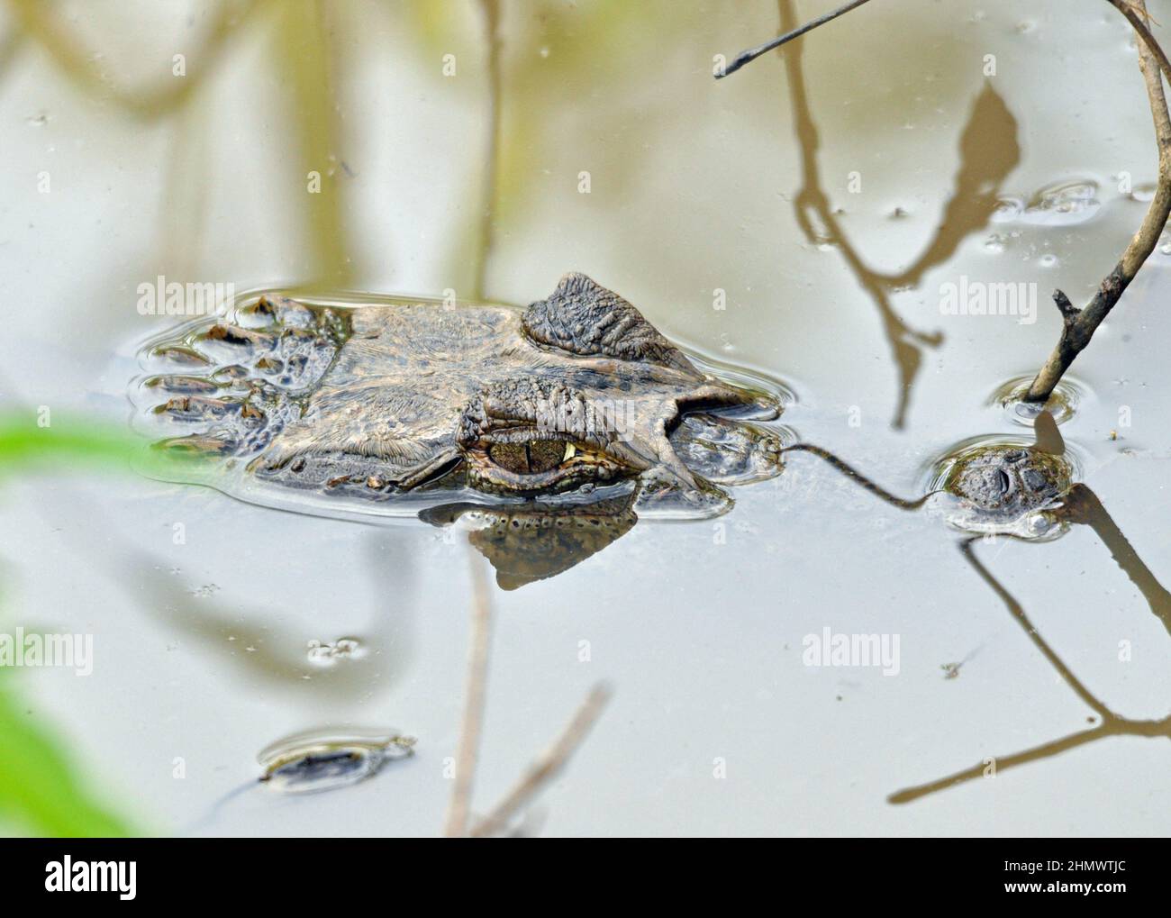 Yacare caiman (Caiman yacare), getarnt in flachem Wasser, nur Kopf freigelegt. Aufgenommen an den Iguzu Falls, Argentinien Stockfoto