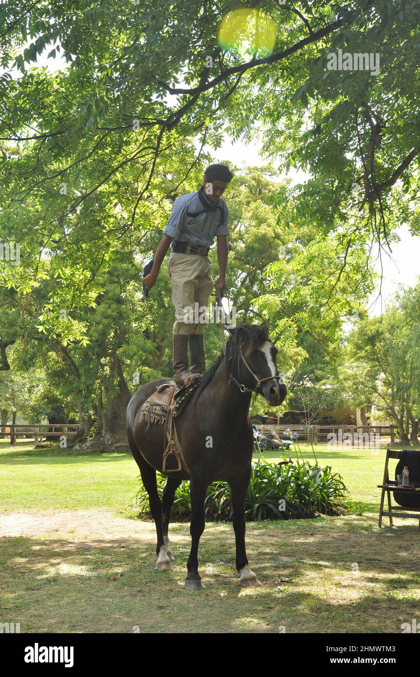Traditioneller argentinischer Gaucho, der Pferdekünste in la Pampas zeigt, die auf dem Pferd stehen Stockfoto