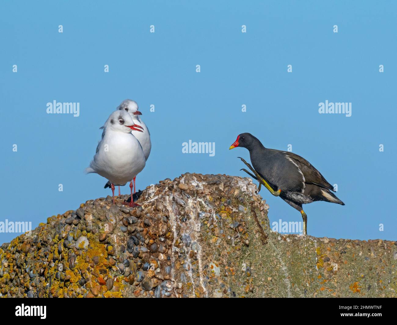 Schwarzkopfmöwen Larus ridibundus und Moorhen Galinula chloropus Stockfoto
