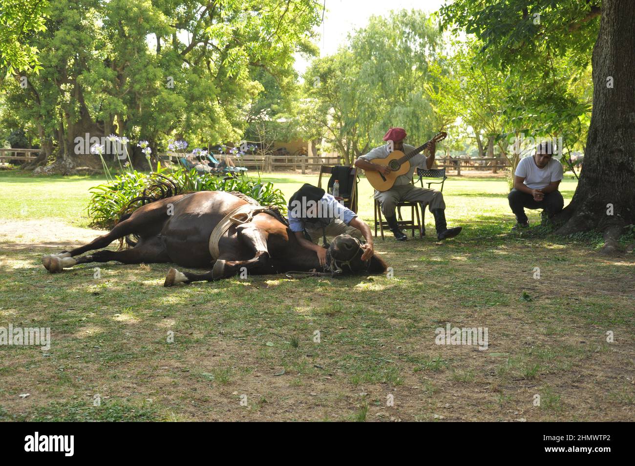 Traditioneller argentinischer Gaucho mit Pferdekenntnissen in La Pampas Stockfoto