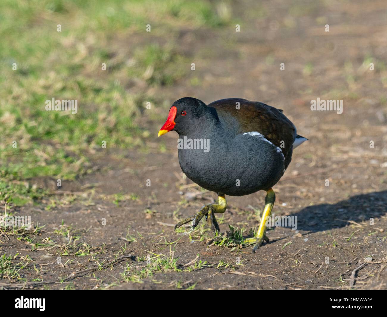 Sumpfhuhn Gallinula chloropus Porträt im Winter bei Cley Naturschutzgebiet North Norfolk Stockfoto