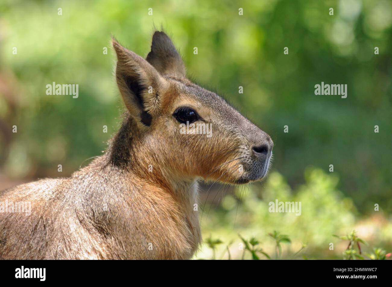 Patagonian Mara (Dolichotis patagonum) sitzt zwischen Gras, Seitenansicht. Aufgenommen in Buenos Aires, Argentinien Stockfoto