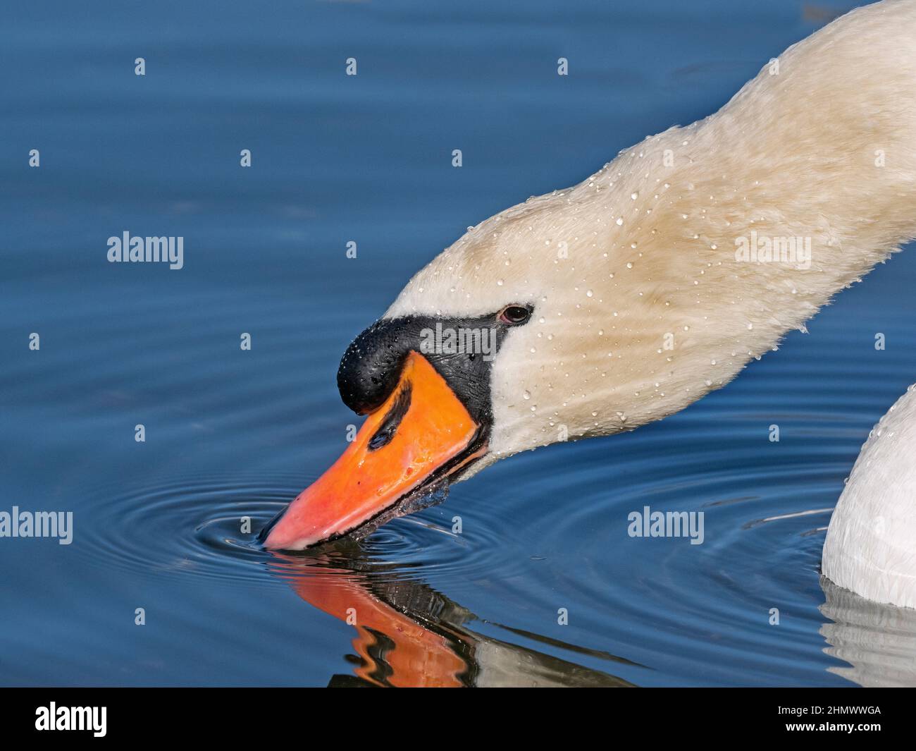 Mute Swan Cygnus olar Fütterung Stockfoto