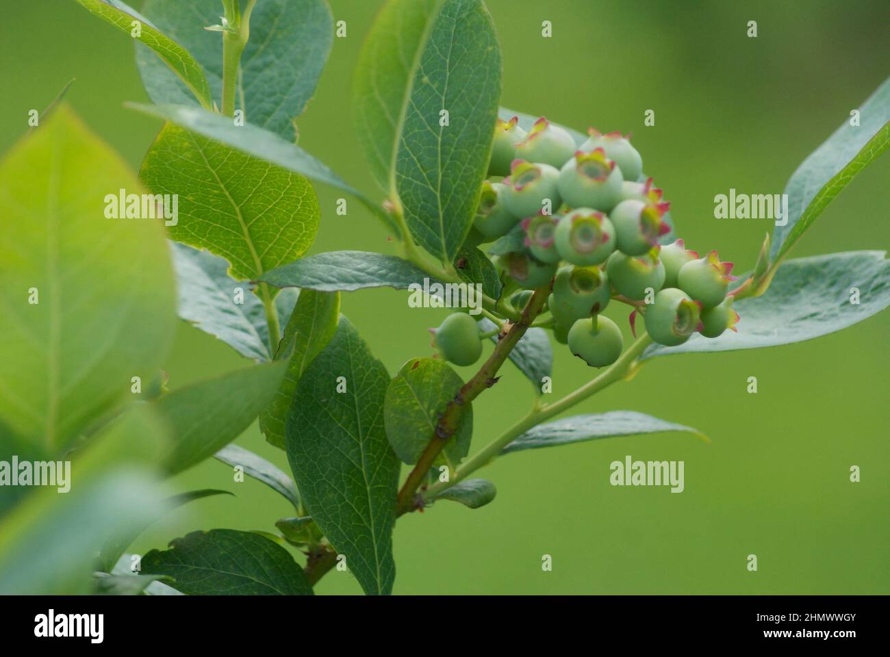 Eine Farbe: Grüne Blätter und unreife grüne Beeren wachsen auf einem Heidelbeerbusch. Stockfoto