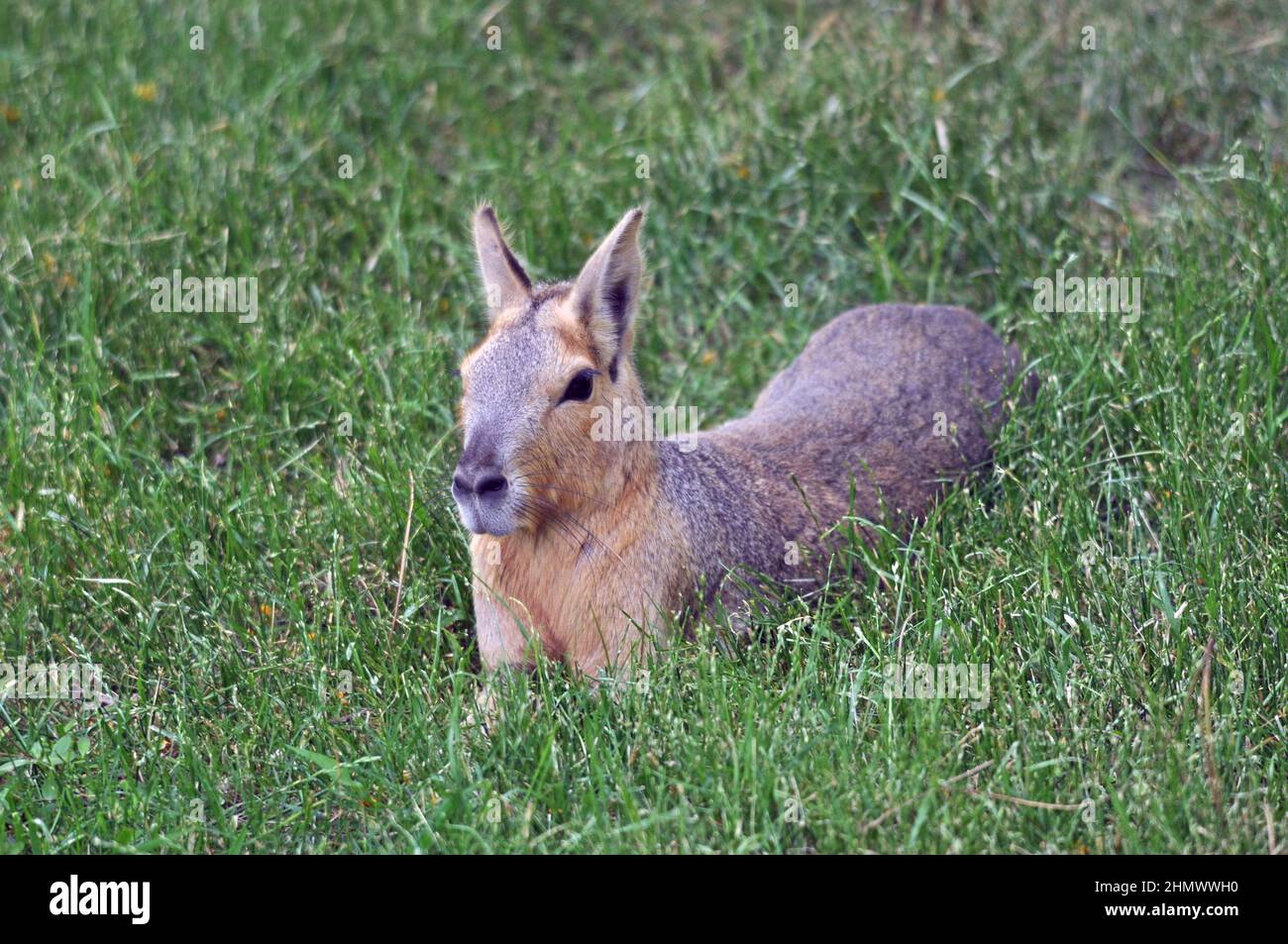 Patagonian Mara (Dolichotis patagonum) sitzt zwischen Gras, Seitenansicht. Aufgenommen in Buenos Aires, Argentinien Stockfoto