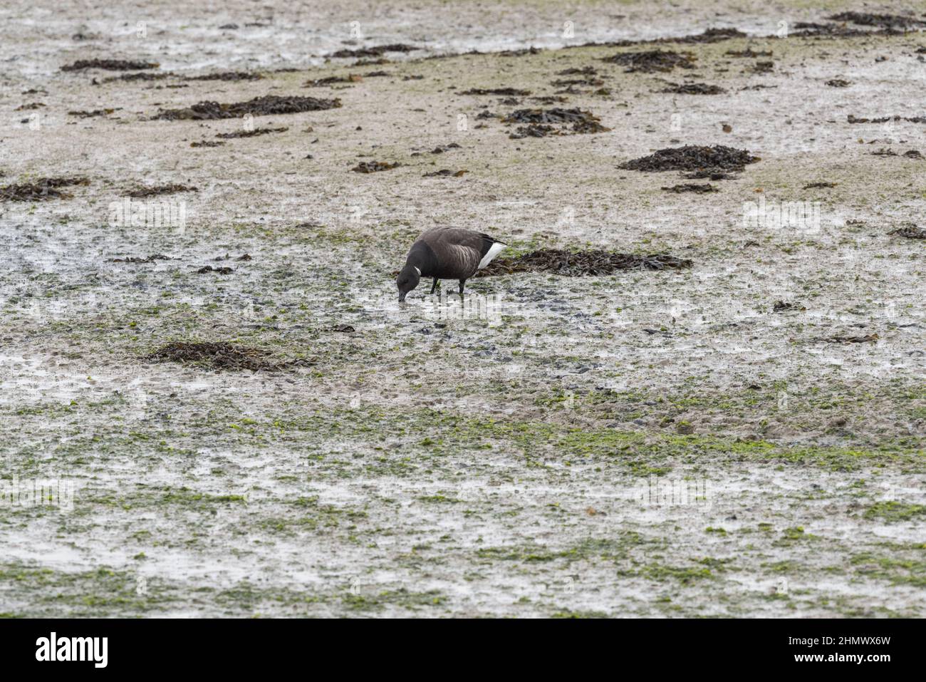 Waldgans (Branta bernicla) Stockfoto