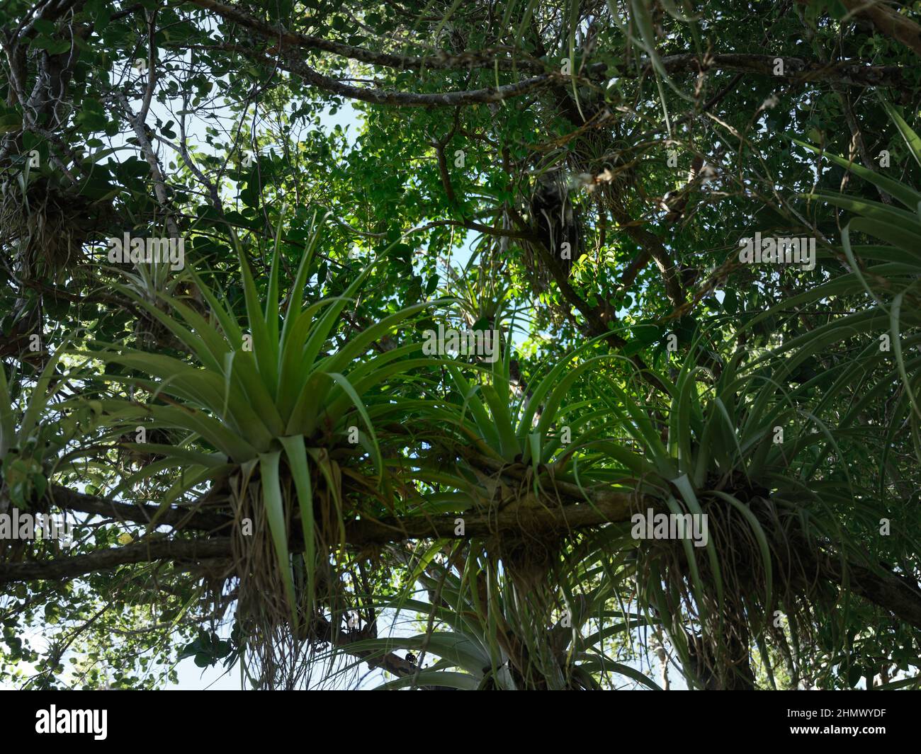 Foto aufgenommen im Dschungel der Dominikanischen Republik. Die Epiphyten-Restaurationen wachsen auf einem anderen großen Baum. Epiphytische Pflanzen haben symbiotische Beziehungen Stockfoto