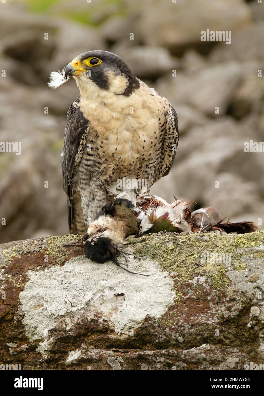 Wanderfalke, wissenschaftlicher Name: Falco peregrinus, in einem natürlichen, felsigen Lebensraum, der seine Kiebitz-Beute mit einer Feder im Schnabel zupfen kann. Nahaufnahme. Stockfoto
