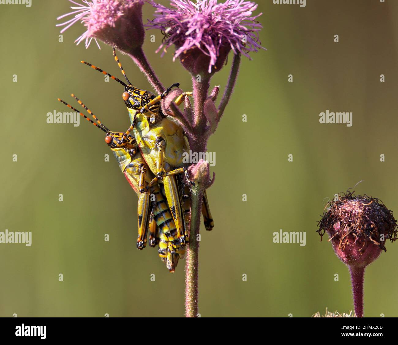 Paarung Eleganter Grasshopper, Südafrika Stockfoto