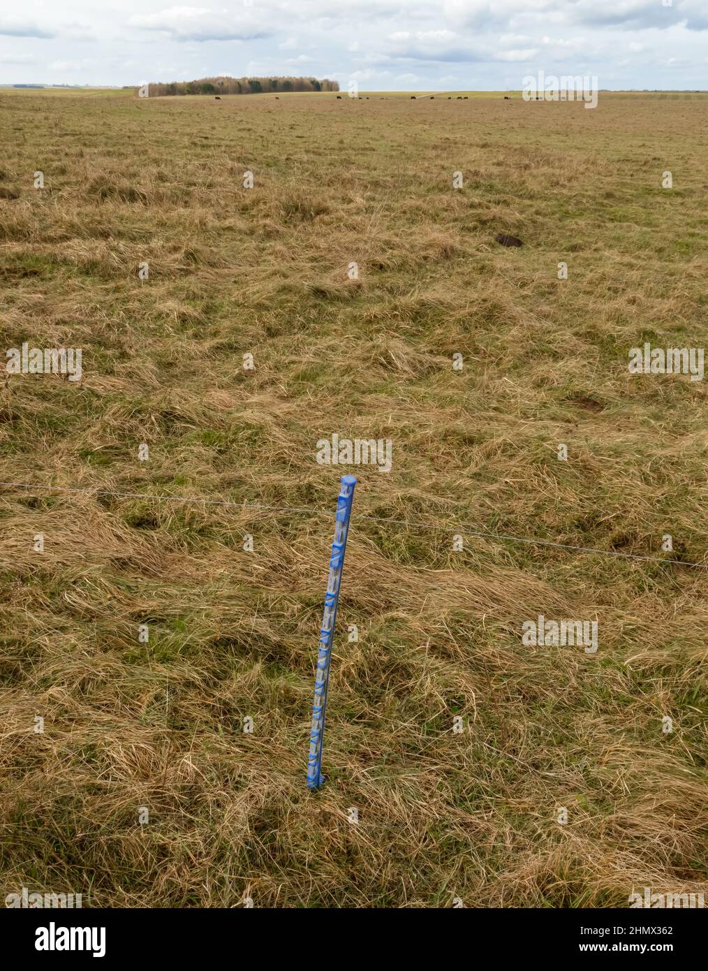 Nahaufnahme eines teletrischen Pfostens aus Kunststoff mit Blick auf die Landschaft und die Kühe, die auf einer Wiese auf der Salisbury Plain Wiltshire grasen Stockfoto