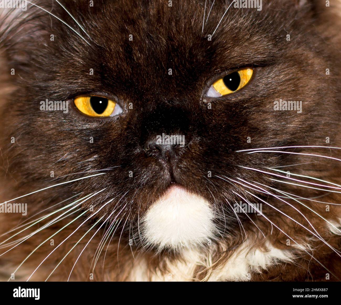 Porträt einer schottischen Katze aus der Nähe Gesichtsschnauze, schöne Hauskatzen reinrassig Stockfoto