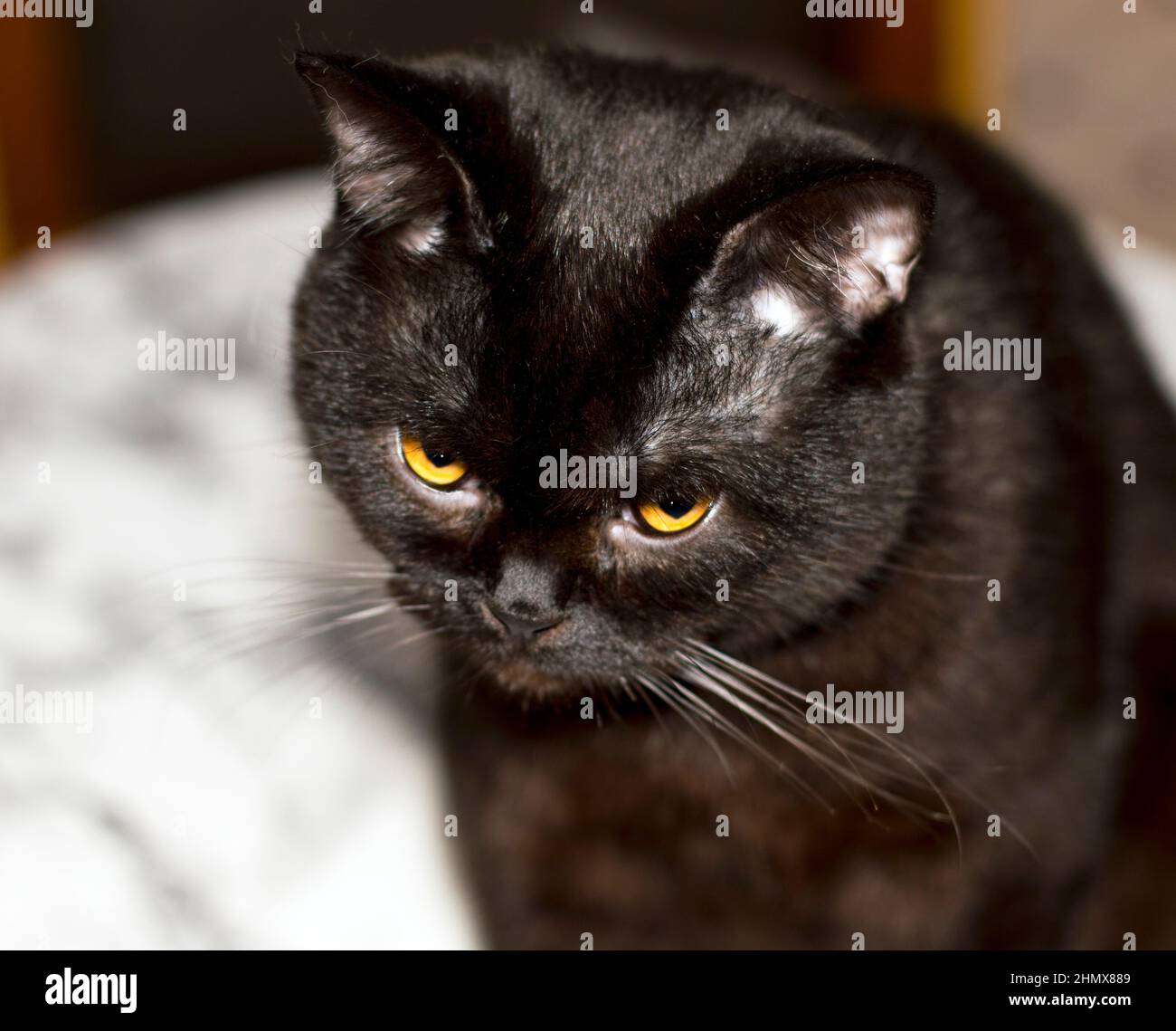 Braune schottische Katze Portrait Nahaufnahme, schöne Hauskatzen reinrassig Stockfoto