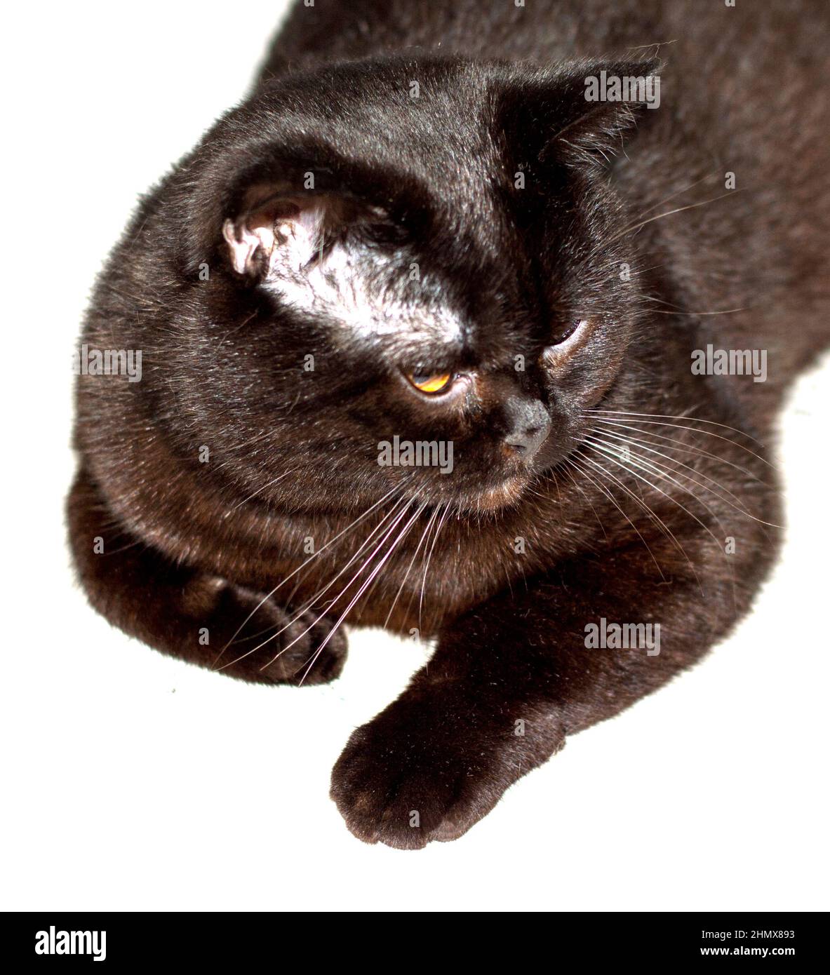 Isoliertes Porträt einer braunen schottischen Katze aus der Nähe, schöne Hauskatzen reinrassig Stockfoto