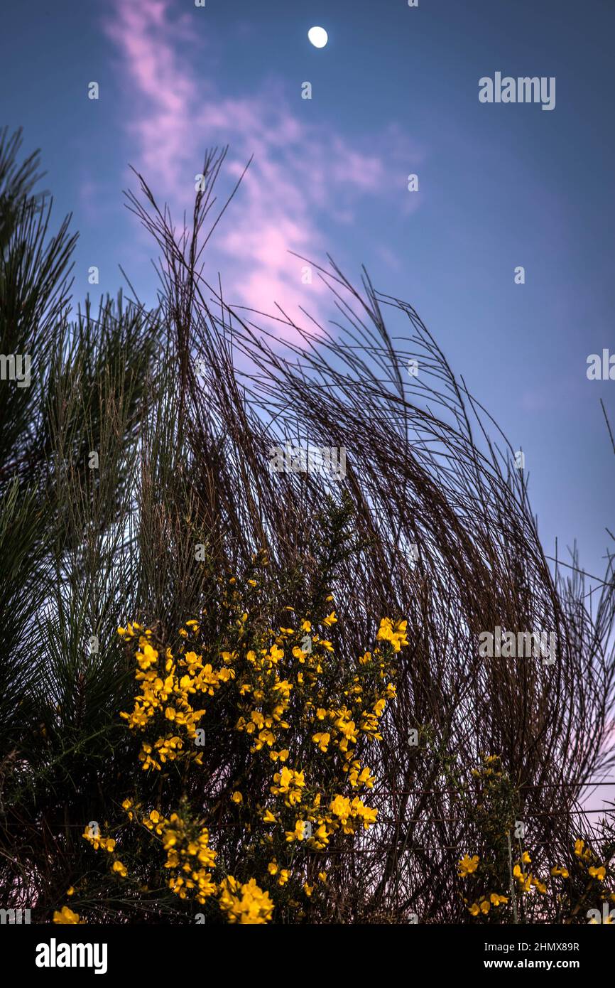 Landschaft von galicien Stockfoto
