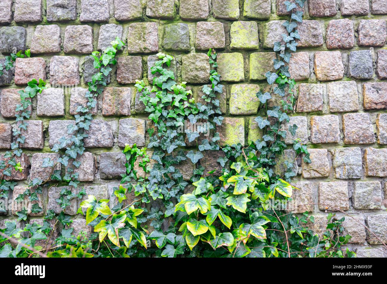 Gemeiner Efeu (Hedera Helix) klettert gegen eine Mauer. Geeignet als  Hintergrund oder Tapete Stockfotografie - Alamy