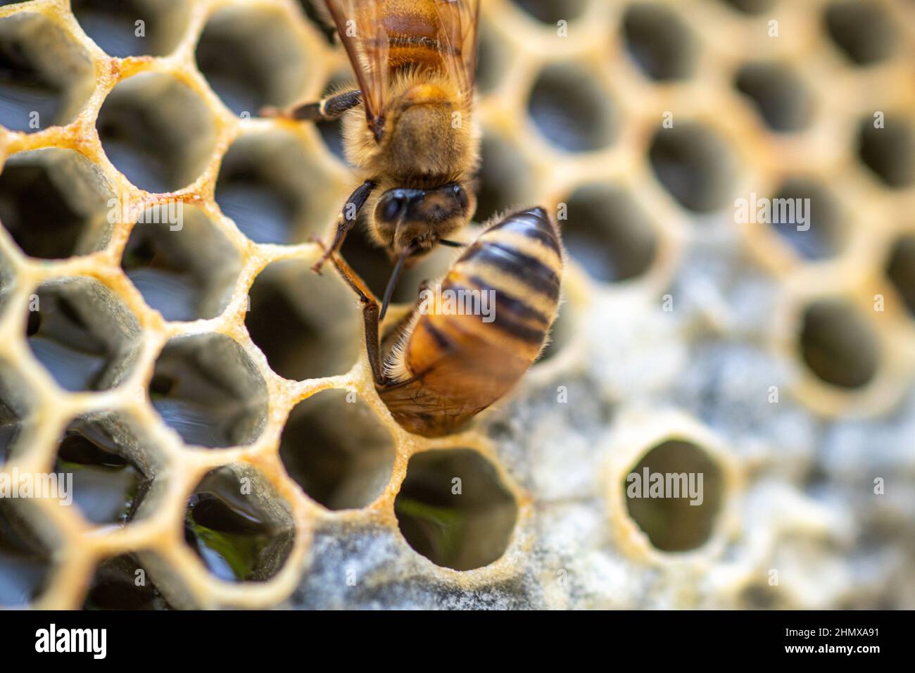 Honigbienen arbeiten im Inneren des Bienenstocks Stockfoto