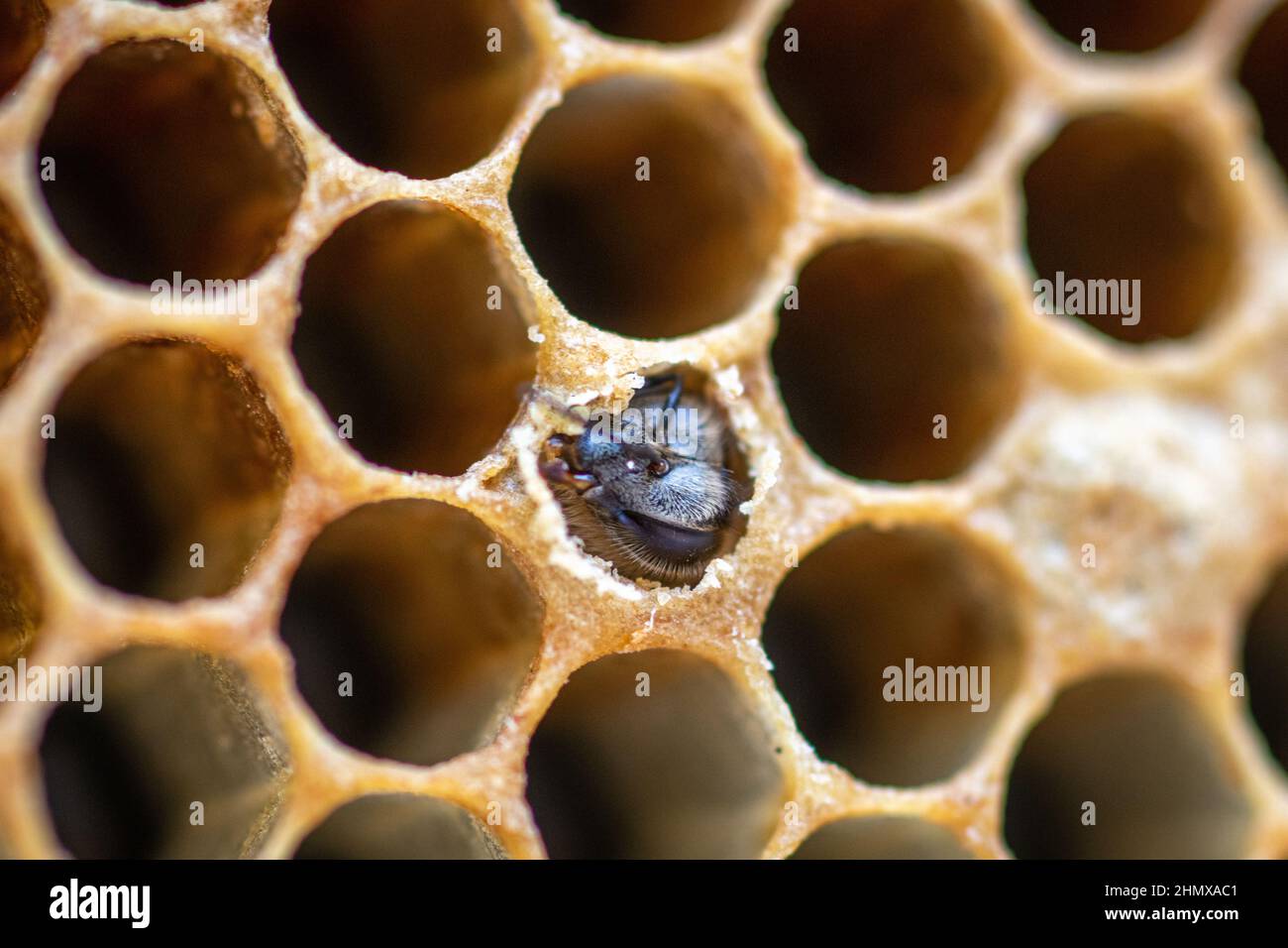 Honigbienen arbeiten im Inneren des Bienenstocks Stockfoto