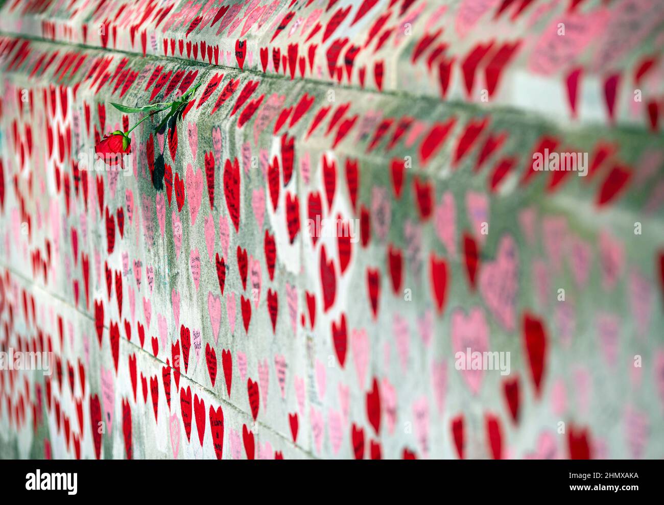 Rote Rose verehren die National Covid Memorial Wall, Southbank, London, Großbritannien. Stockfoto