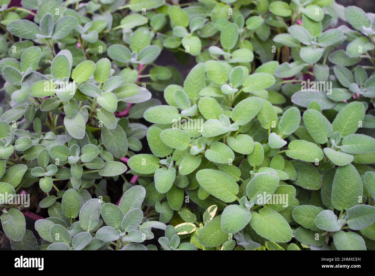 Nahaufnahme von vielen Salvia Maxima Salbei Pflanzen in Blumentöpfen zum Verkauf. Grüner natürlicher Hintergrund. Stockfoto