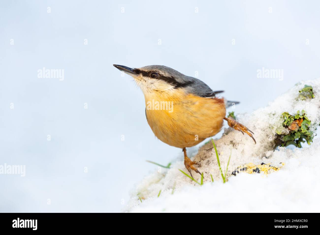 Nuthatch [ Sitta europaea ] posiert auf moosig schneebedecktem Stock auf dem Boden mit klarem, unfokusstem Hintergrund Stockfoto