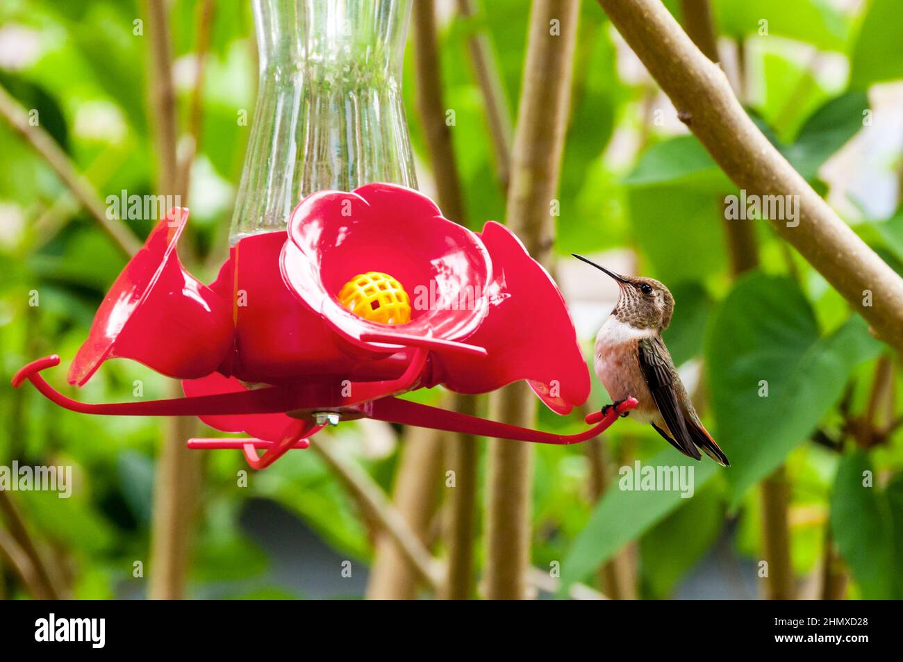 Der rufige Kolibri Selasphorus rufus thront auf einem Nektarfutterhäuschen in einem Garten in Seattle, USA. Stockfoto