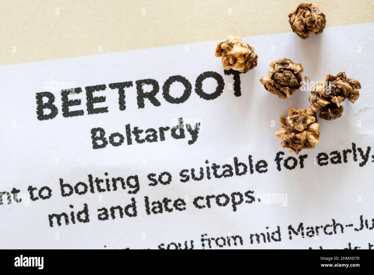 Rote Bete „Boltardy“-Samen. Stockfoto