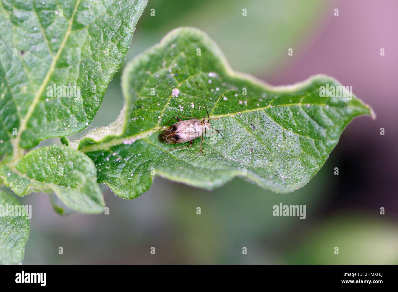 Capsid Bug Miridae. Ein Insekt auf einem kartoffelgrünen Blatt. Stockfoto
