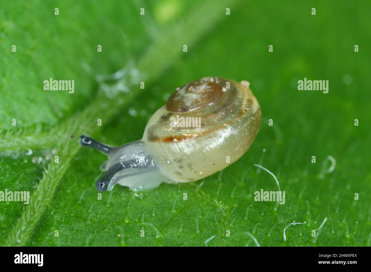 Burgunder Schnecke Helix Escargot in natürlicher Umgebung Moos Makro. Essbare Schnecke auf grünem Gras und Schimmel, der an Land wächst. Konzept des Naturlebens Stockfoto