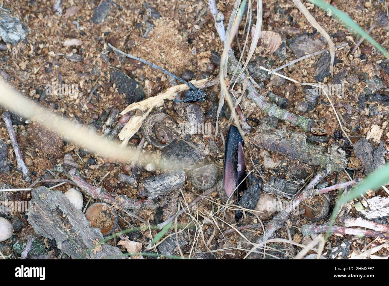 Überreste eines steinbock-Käfers (Cerambyx cerdo) unter einer Eiche. Insekt, das von Corvid-Vögeln getötet wurde. Stockfoto