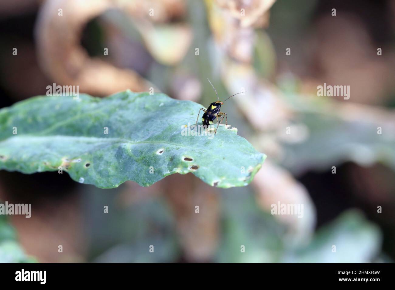 Capsid Bug Miridae. Ein Insekt auf einem grünen Blatt. Stockfoto