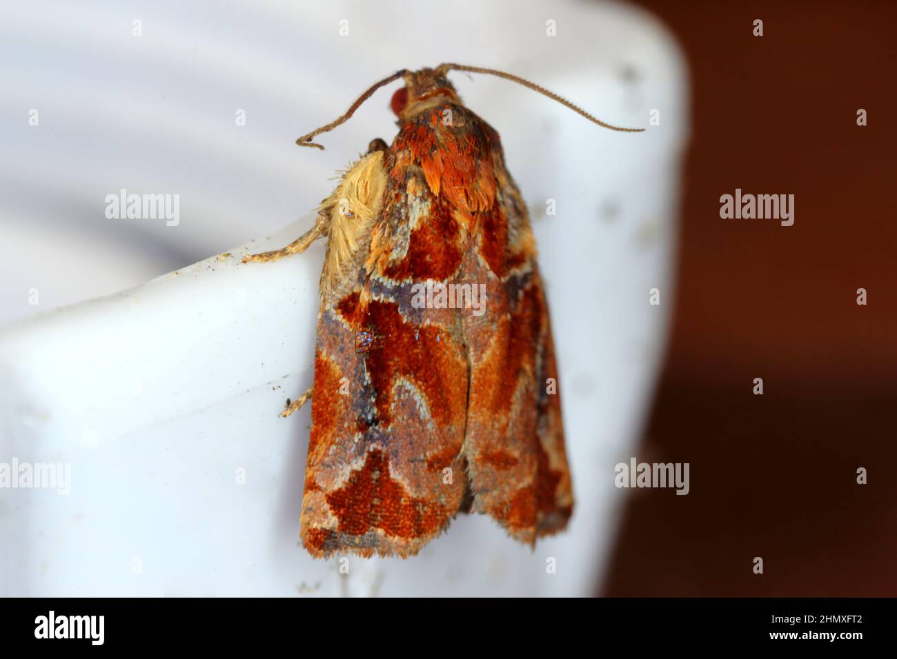 Motte der Archips-Gattung, Familie der Tortricidae - Motten der Tortrix oder Lafroller. Stockfoto