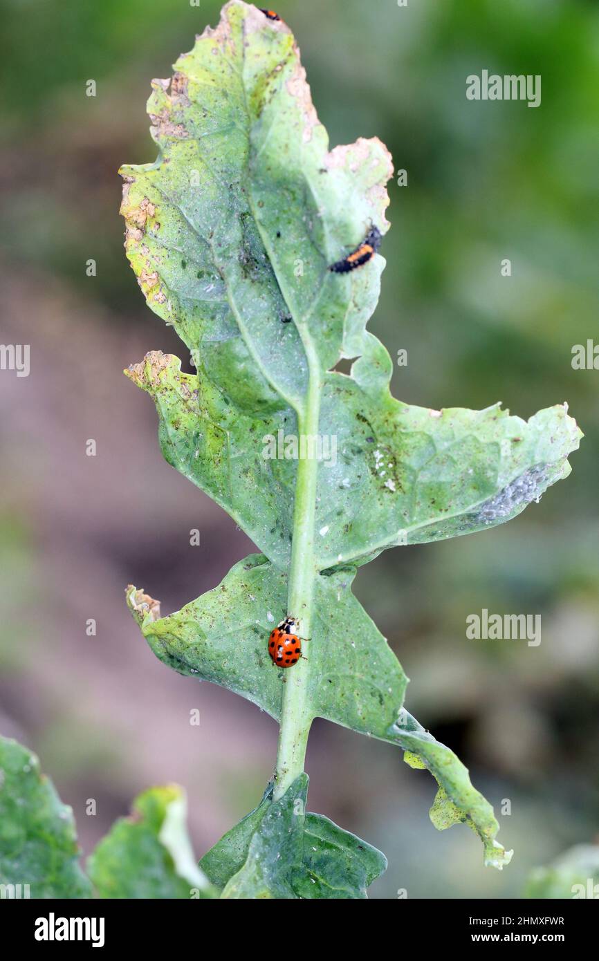 Eine Nahaufnahme des bunten asiatischen Marienkäfer (Harmonia axyridis) auf grünen Pflanzen. Stockfoto