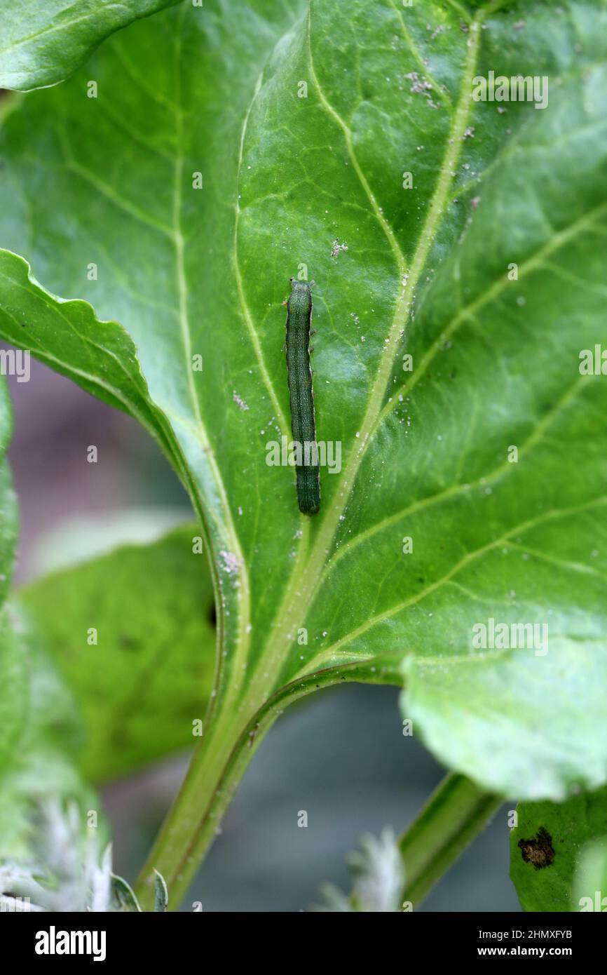 Junge Raupe des Kohlmotten (Mamestra brassicae) auf einem Zuckerrübenblatt. Stockfoto